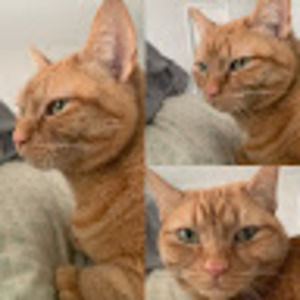 Meet your Posher, Garfield